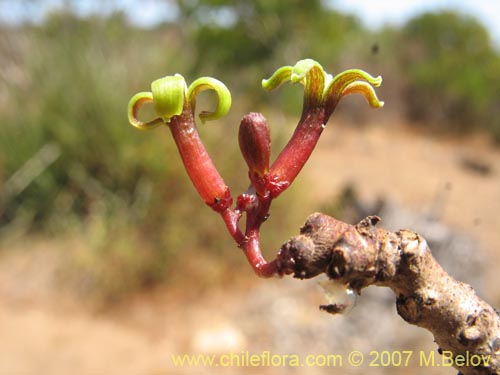 Фотография Carica chilensis (Papayo silvestre / Palo gordo). Щелкните, чтобы увеличить вырез.