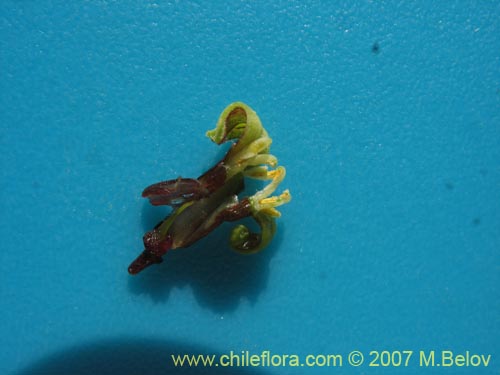 Image of Carica chilensis (Papayo silvestre / Palo gordo). Click to enlarge parts of image.