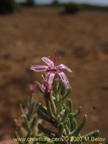 Image of Frankenia salina (Hierba del salitre). Click to enlarge parts of image.