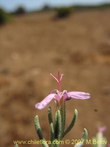 Image of Frankenia salina (Hierba del salitre). Click to enlarge parts of image.