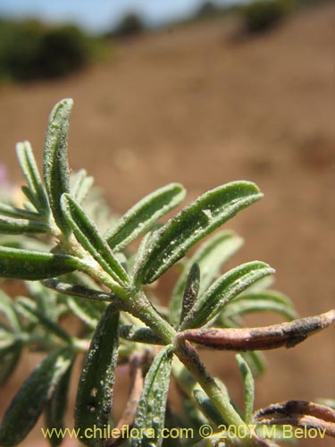 Image of Frankenia salina (Hierba del salitre). Click to enlarge parts of image.