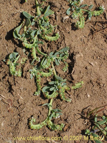 Imágen de Boraginaceae sp. #1942 (). Haga un clic para aumentar parte de imágen.