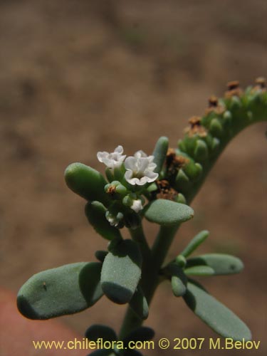 Boraginaceae sp. #1942の写真