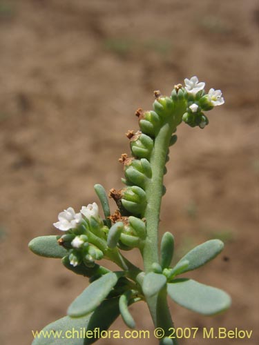 Bild von Boraginaceae sp. #1942 (). Klicken Sie, um den Ausschnitt zu vergrössern.