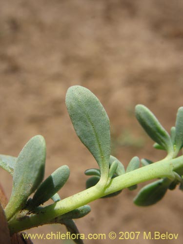 Boraginaceae sp. #1942の写真