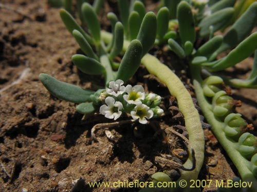 Bild von Boraginaceae sp. #1942 (). Klicken Sie, um den Ausschnitt zu vergrössern.