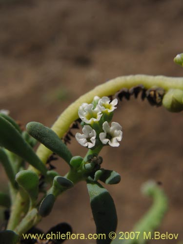 Bild von Boraginaceae sp. #1942 (). Klicken Sie, um den Ausschnitt zu vergrössern.