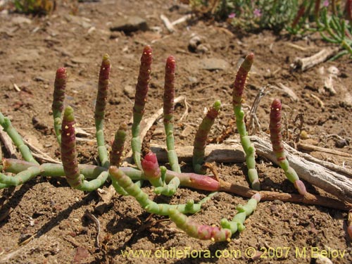 Imágen de Sarcocornia fruticosa (). Haga un clic para aumentar parte de imágen.