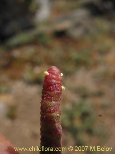 Imágen de Sarcocornia fruticosa (). Haga un clic para aumentar parte de imágen.