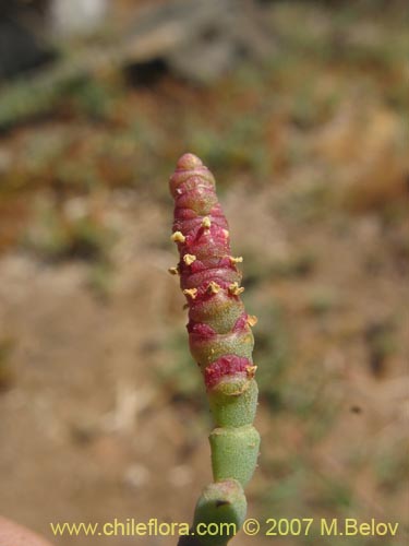 Image of Sarcocornia fruticosa (). Click to enlarge parts of image.