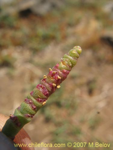 Imágen de Sarcocornia fruticosa (). Haga un clic para aumentar parte de imágen.