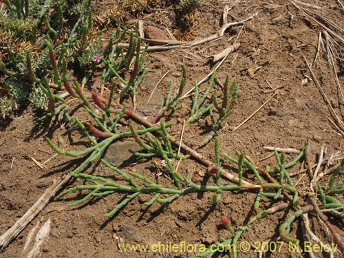 Image of Sarcocornia fruticosa (). Click to enlarge parts of image.