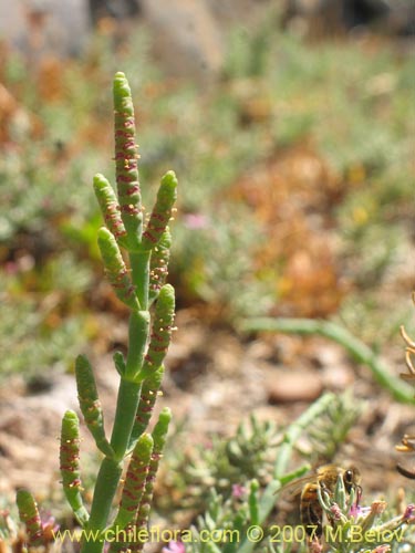 Image of Sarcocornia fruticosa (). Click to enlarge parts of image.
