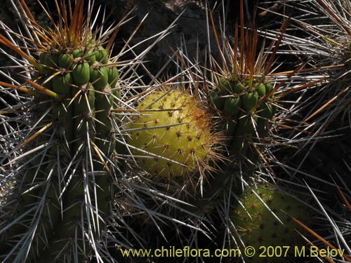 Фотография Eulychnia castanea (Copado de Philippi). Щелкните, чтобы увеличить вырез.