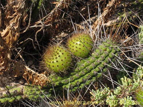 Imágen de Eulychnia castanea (Copado de Philippi). Haga un clic para aumentar parte de imágen.