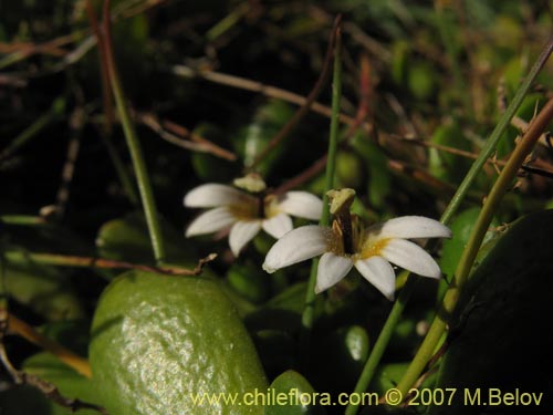 Lobelia oligophyllaの写真