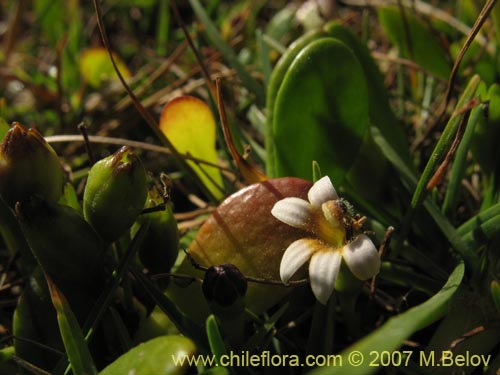 Фотография Lobelia oligophylla (). Щелкните, чтобы увеличить вырез.