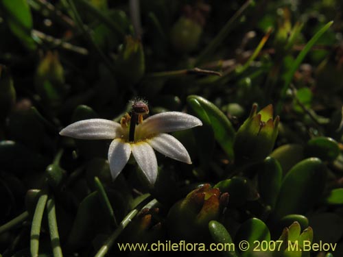 Lobelia oligophylla의 사진