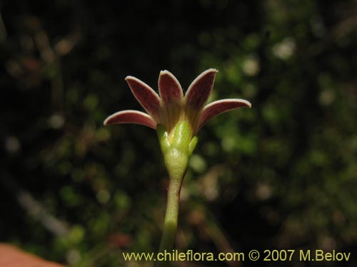 Lobelia oligophylla의 사진