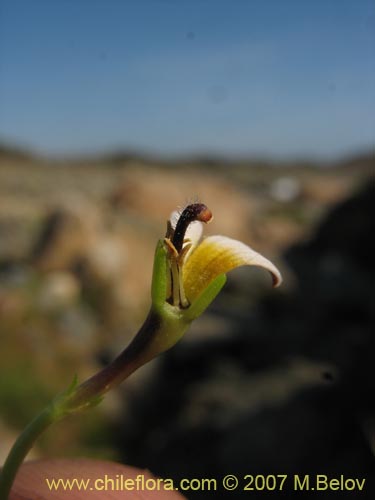 Фотография Lobelia oligophylla (). Щелкните, чтобы увеличить вырез.