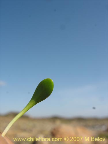 Фотография Lobelia oligophylla (). Щелкните, чтобы увеличить вырез.