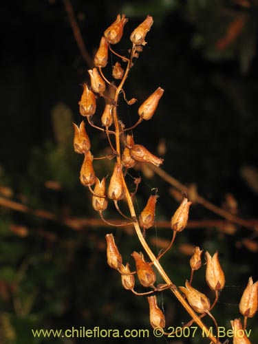 Bild von Alonsoa meridionalis (Ajicillo). Klicken Sie, um den Ausschnitt zu vergrössern.