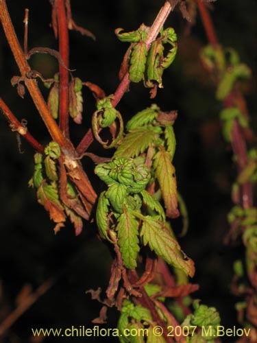 Bild von Alonsoa meridionalis (Ajicillo). Klicken Sie, um den Ausschnitt zu vergrössern.