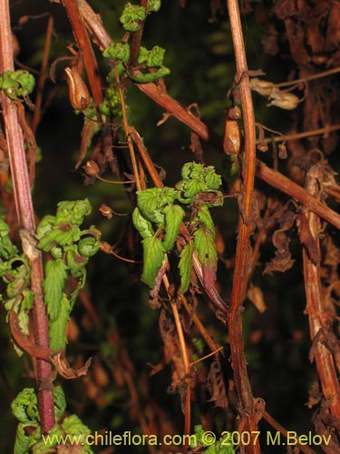 Bild von Alonsoa meridionalis (Ajicillo). Klicken Sie, um den Ausschnitt zu vergrössern.