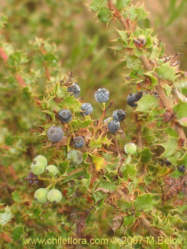 Image of Berberis actinacantha (Michay). Click to enlarge parts of image.