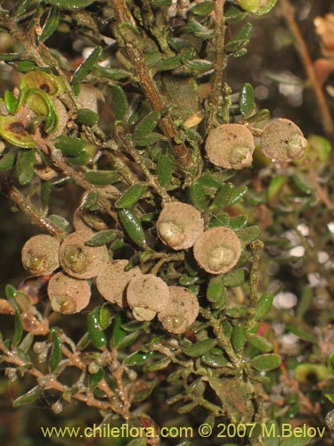 Bild von Myrceugenia rufa (Hitigu). Klicken Sie, um den Ausschnitt zu vergrössern.