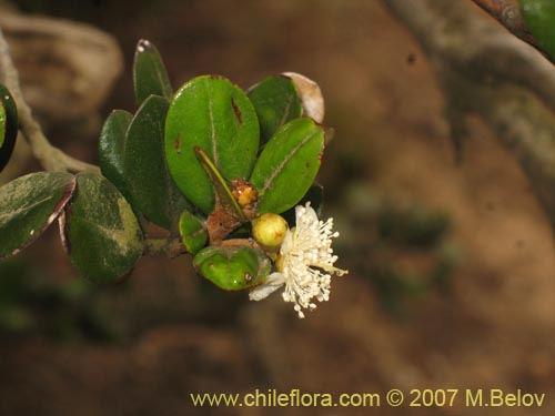 Image of Myrceugenia correifolia (Petrillo / Petrilla). Click to enlarge parts of image.
