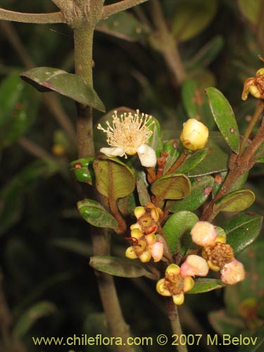 Фотография Myrceugenia correifolia (Petrillo / Petrilla). Щелкните, чтобы увеличить вырез.
