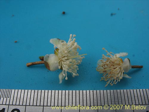 Фотография Myrceugenia correifolia (Petrillo / Petrilla). Щелкните, чтобы увеличить вырез.