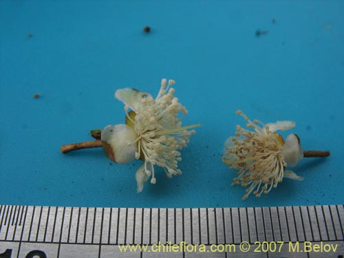 Myrceugenia correifolia의 사진