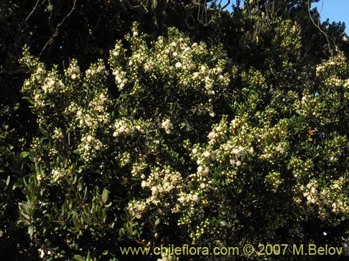 Image of Myrceugenia correifolia (Petrillo / Petrilla). Click to enlarge parts of image.