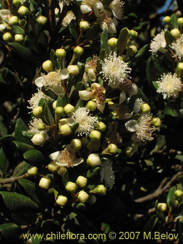 Image of Myrceugenia correifolia (Petrillo / Petrilla). Click to enlarge parts of image.