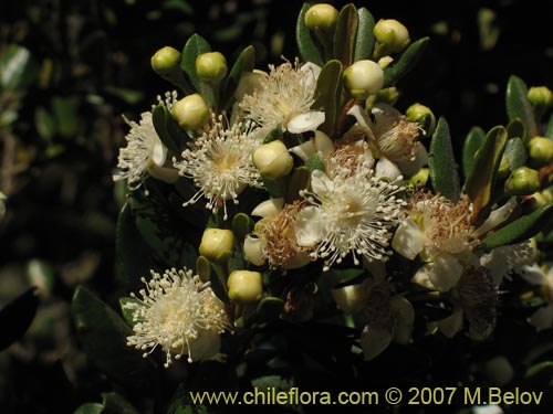 Image of Myrceugenia correifolia (Petrillo / Petrilla). Click to enlarge parts of image.