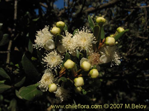 Image of Myrceugenia correifolia (Petrillo / Petrilla). Click to enlarge parts of image.