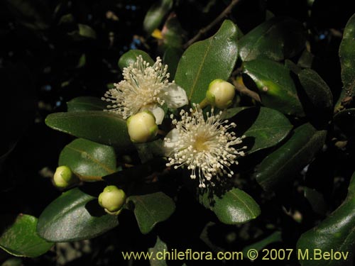 Imágen de Myrceugenia correifolia (Petrillo / Petrilla). Haga un clic para aumentar parte de imágen.