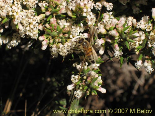 Myrceugenia correifolia的照片