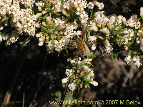 Bild von Myrceugenia correifolia (Petrillo / Petrilla). Klicken Sie, um den Ausschnitt zu vergrössern.