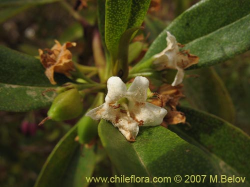 Bild von Pittosporum sp. #2368 (). Klicken Sie, um den Ausschnitt zu vergrössern.