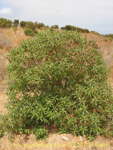 Imágen de Pittosporum sp. #2368 (). Haga un clic para aumentar parte de imágen.