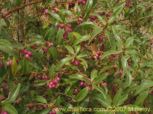 Bild von Pittosporum sp. #2368 (). Klicken Sie, um den Ausschnitt zu vergrössern.