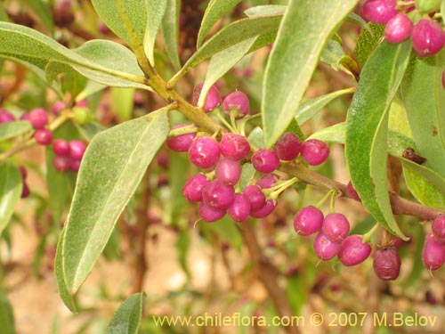 Bild von Pittosporum sp. #2368 (). Klicken Sie, um den Ausschnitt zu vergrössern.