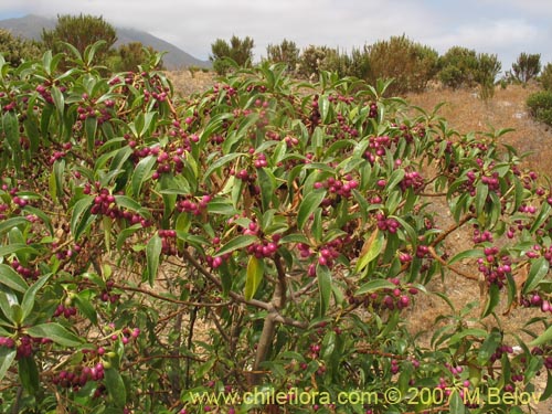 Bild von Pittosporum sp. #2368 (). Klicken Sie, um den Ausschnitt zu vergrössern.