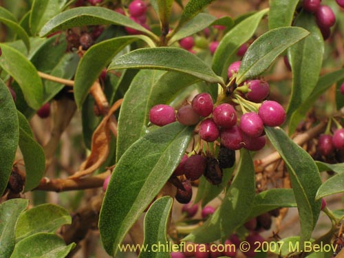 Bild von Pittosporum sp. #2368 (). Klicken Sie, um den Ausschnitt zu vergrössern.