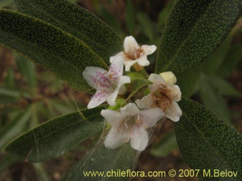 Bild von Pittosporum sp. #2368 (). Klicken Sie, um den Ausschnitt zu vergrössern.