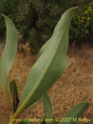 Bild von Pittosporum sp. #2368 (). Klicken Sie, um den Ausschnitt zu vergrössern.