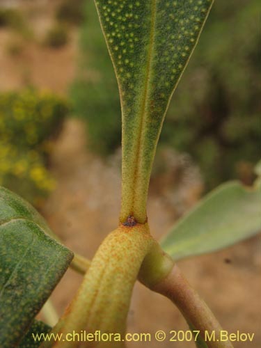 Image of Pittosporum sp. #2368 (). Click to enlarge parts of image.